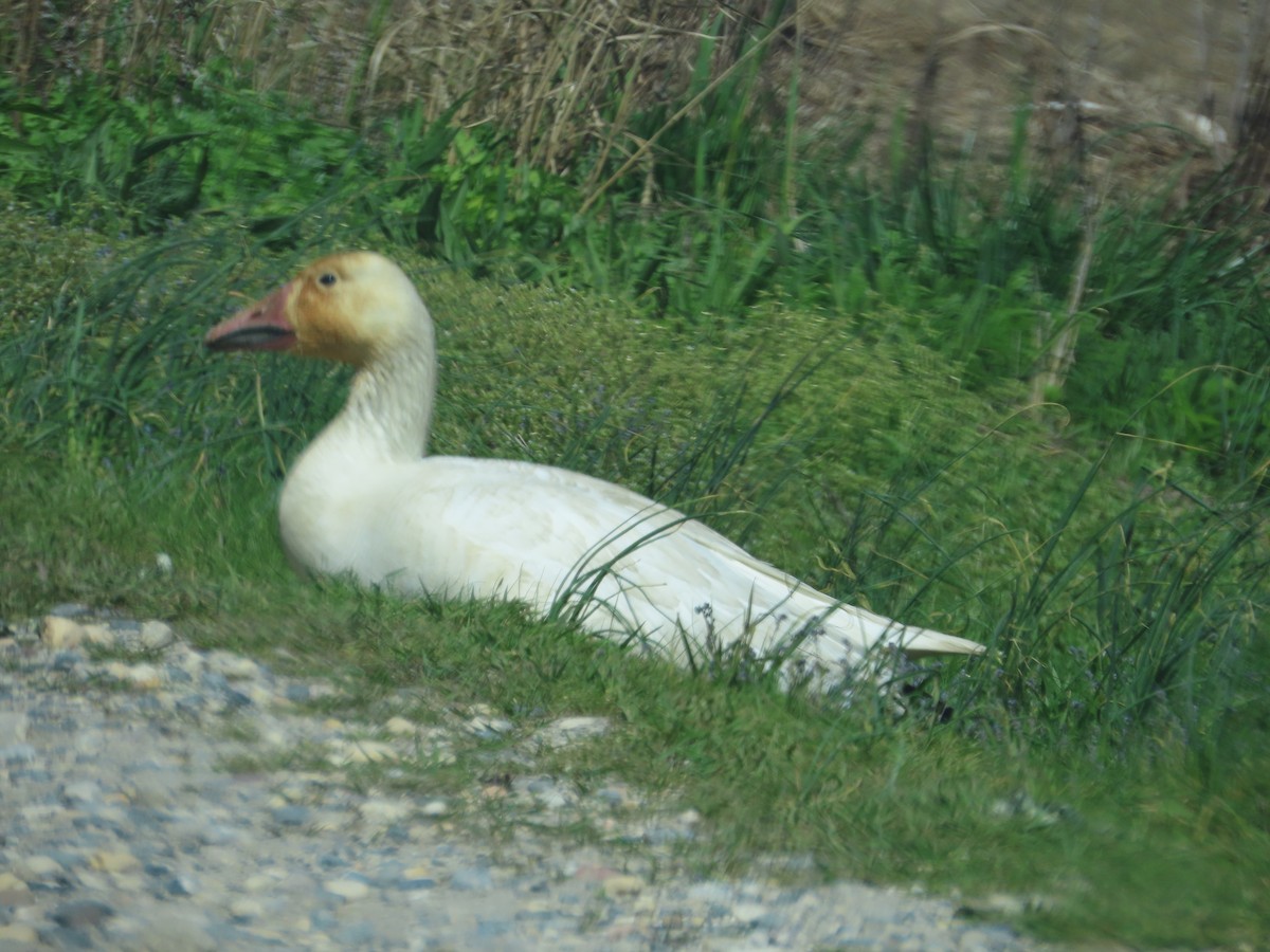 EBird Checklist - 18 Apr 2023 - Edwin B. Forsythe NWR (formerly Brig ...