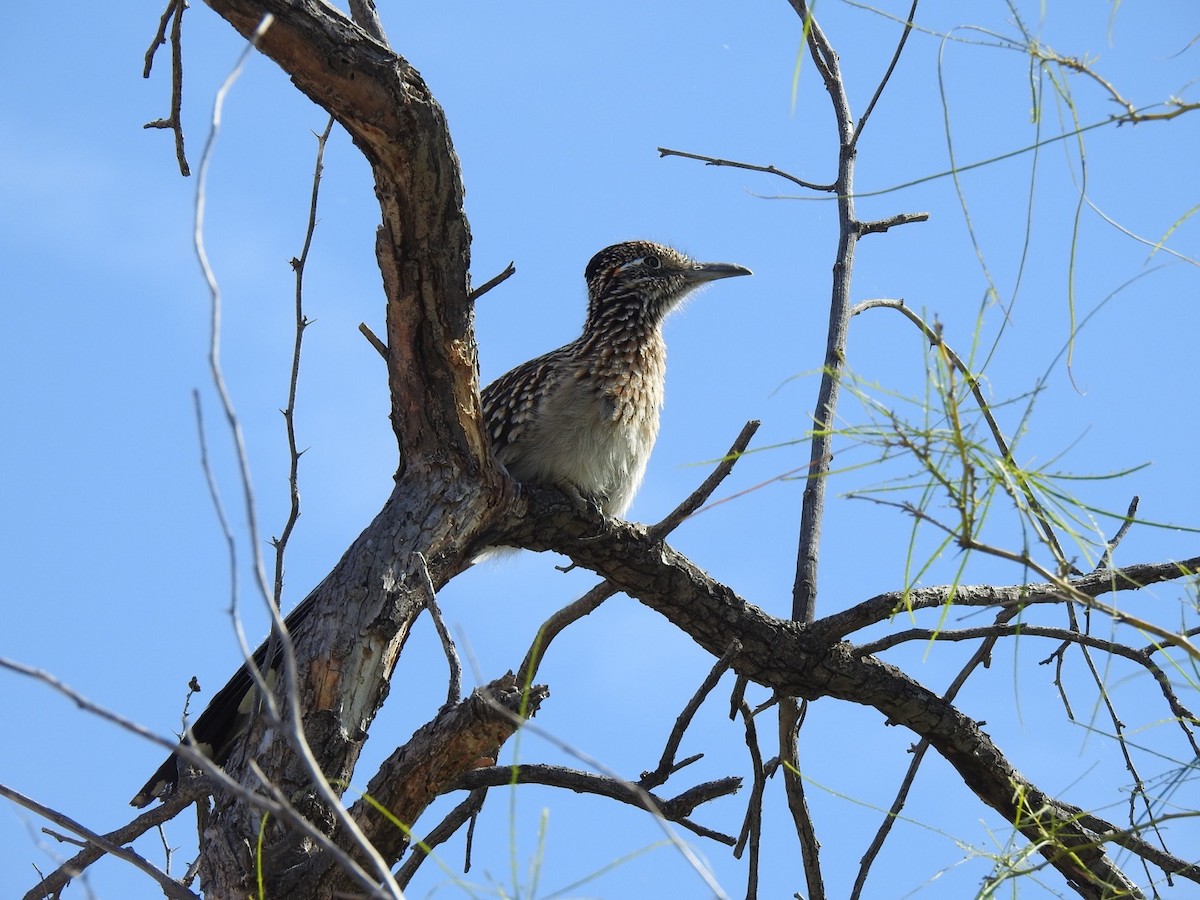 Greater Roadrunner - Jacques Normand