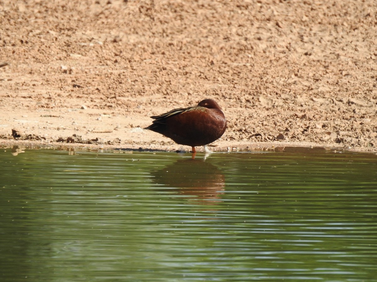 Cinnamon Teal - Jacques Normand