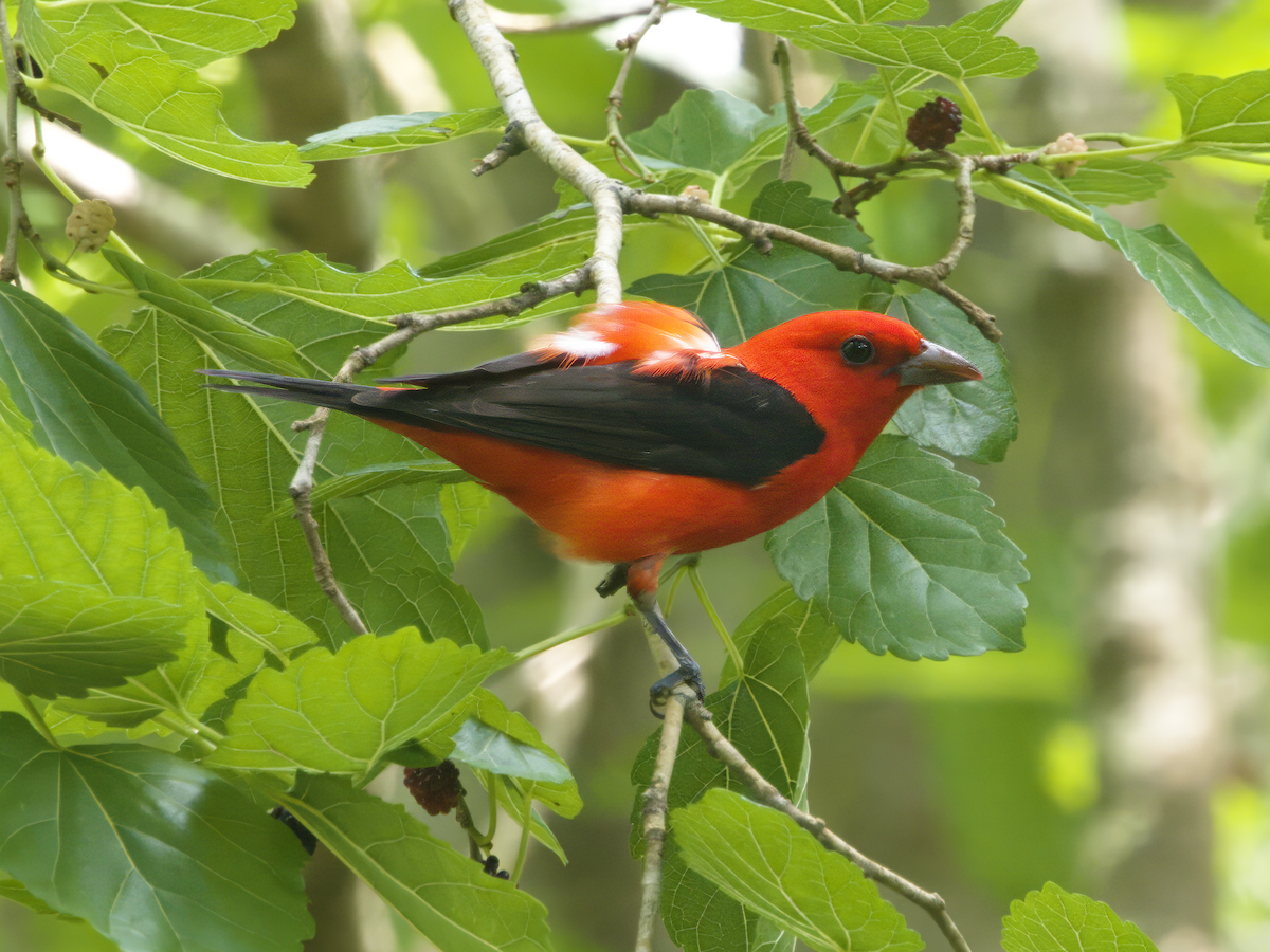 Scarlet Tanager - ML559647371
