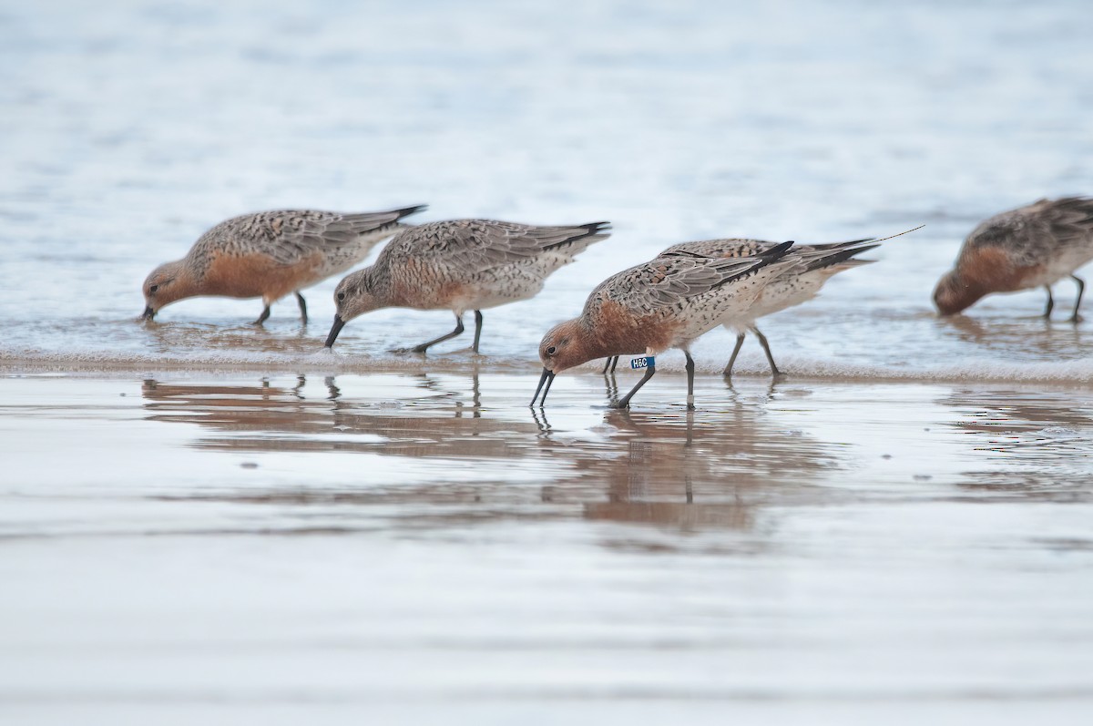 Red Knot - ML559648631