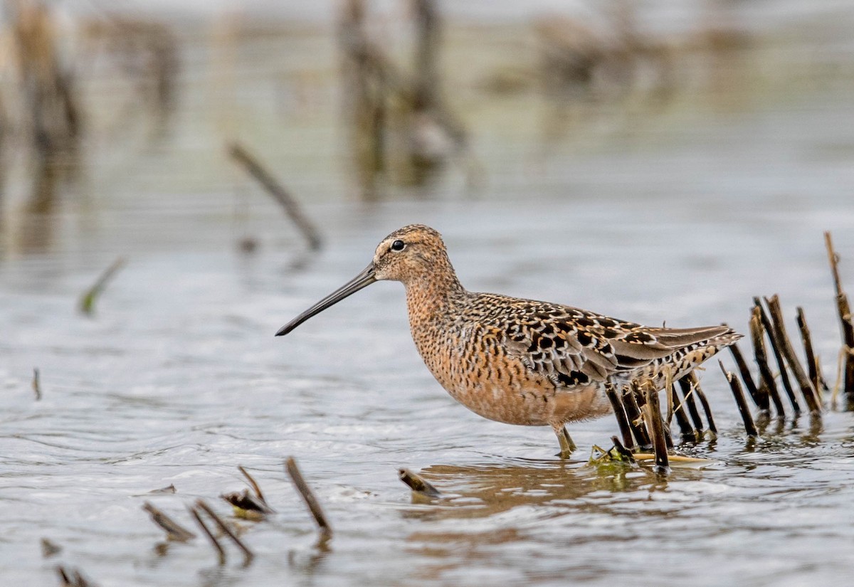 Long-billed Dowitcher - ML55964931