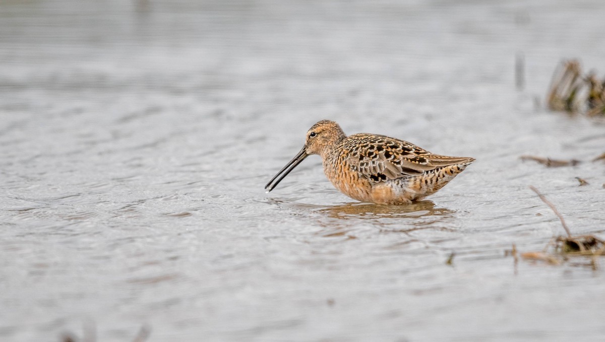 Long-billed Dowitcher - ML55964951