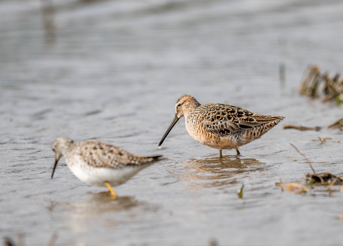Long-billed Dowitcher - ML55964961