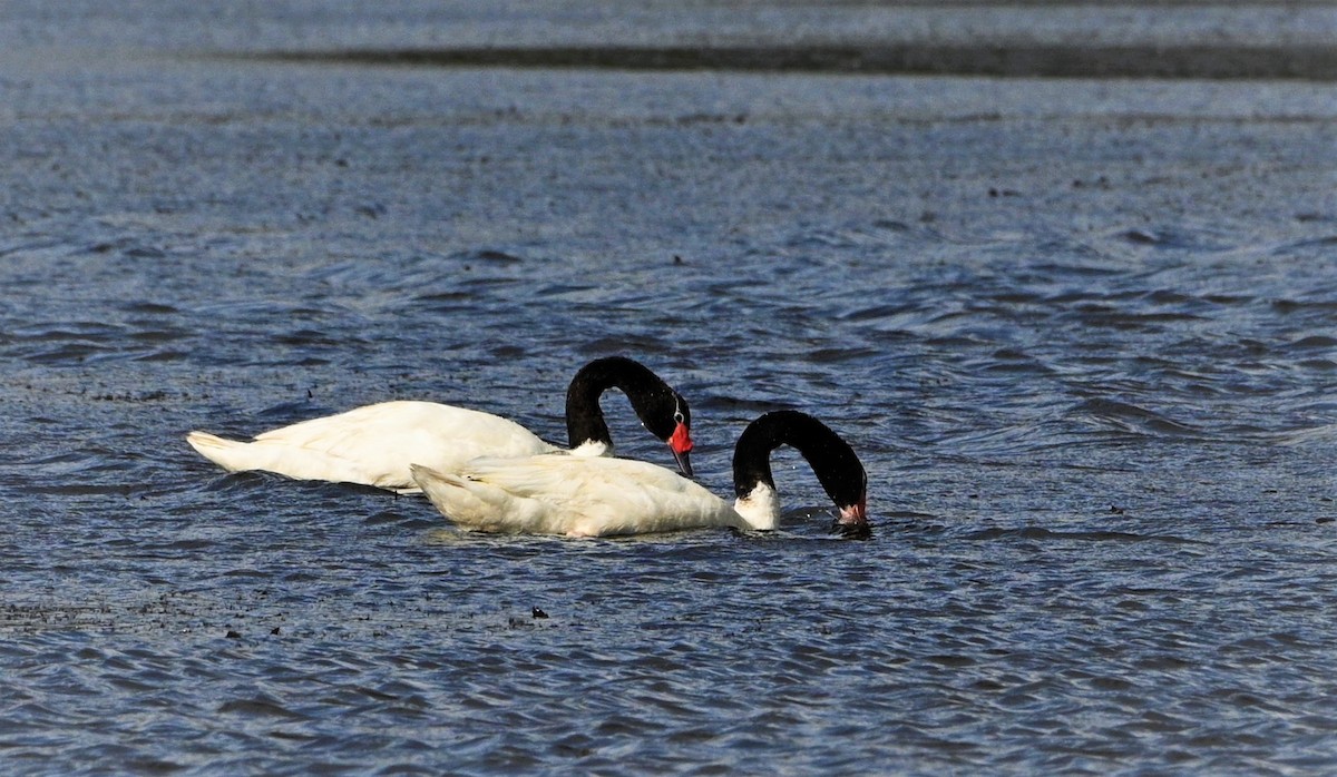 Black-necked Swan - ML559651601