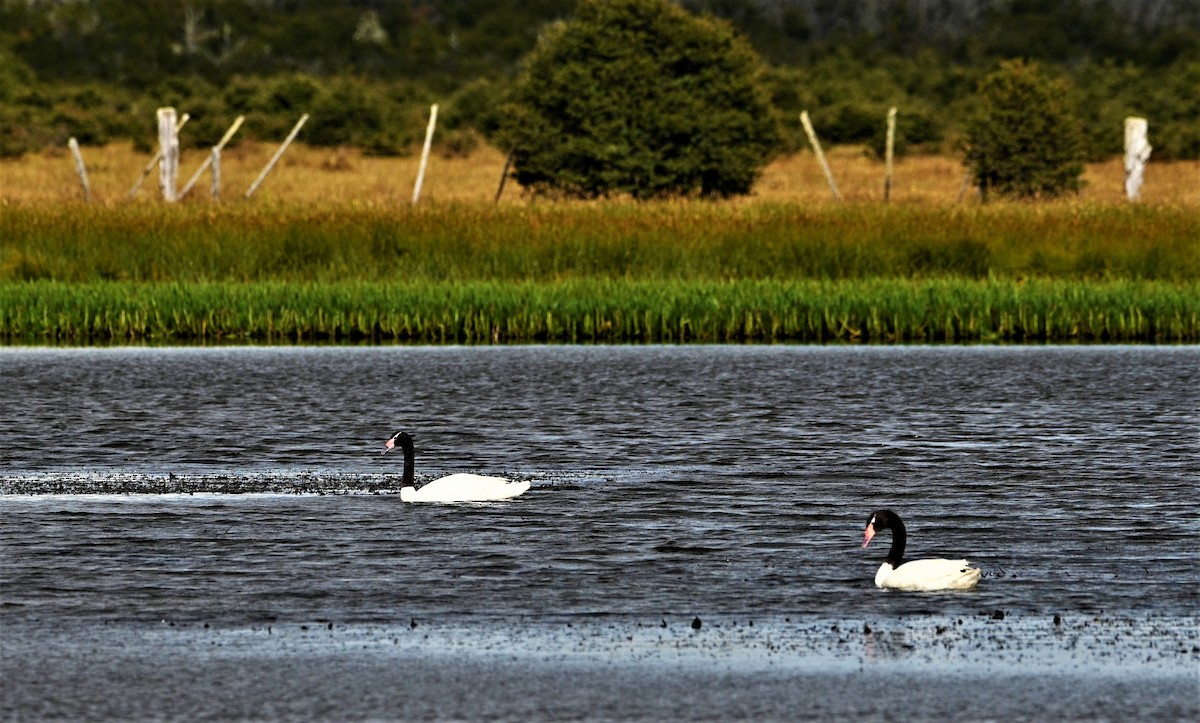 Black-necked Swan - ML559651611
