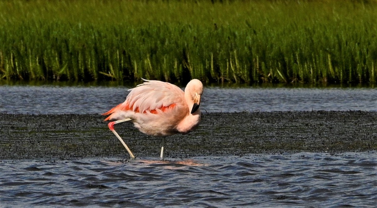 Chilean Flamingo - Marcelo Donoso