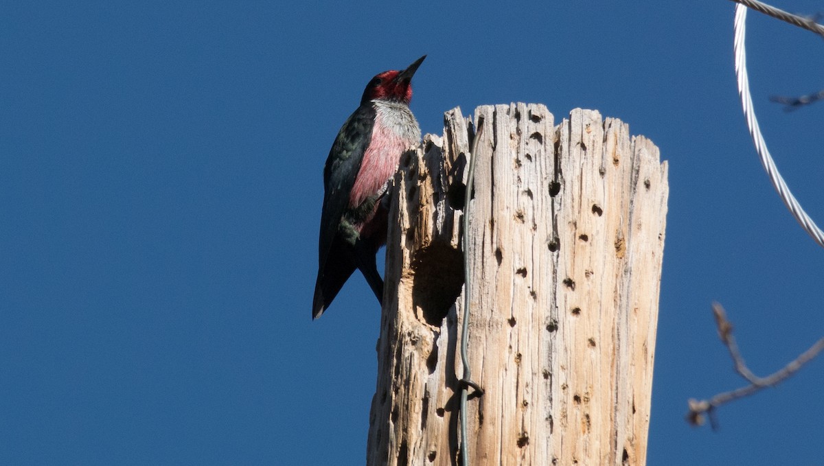 Lewis's Woodpecker - lief gallagher