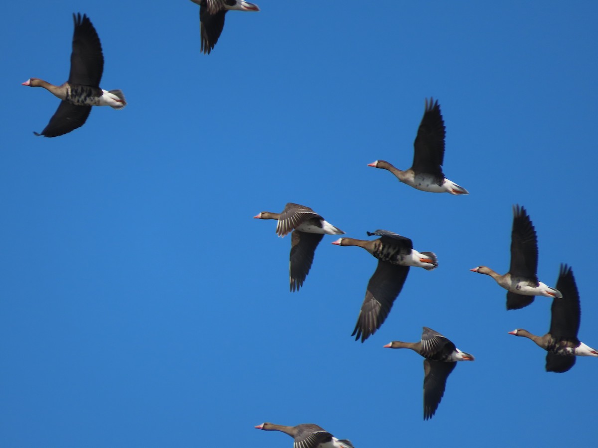 Greater White-fronted Goose - ML559653121