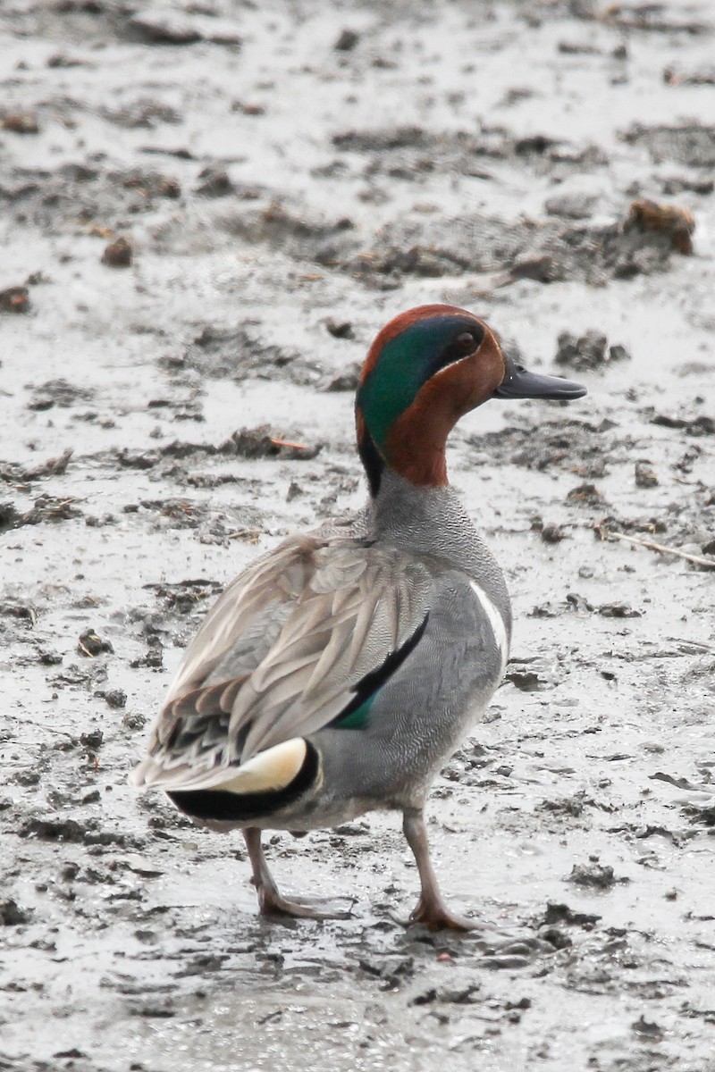 Green-winged Teal - ML559654841