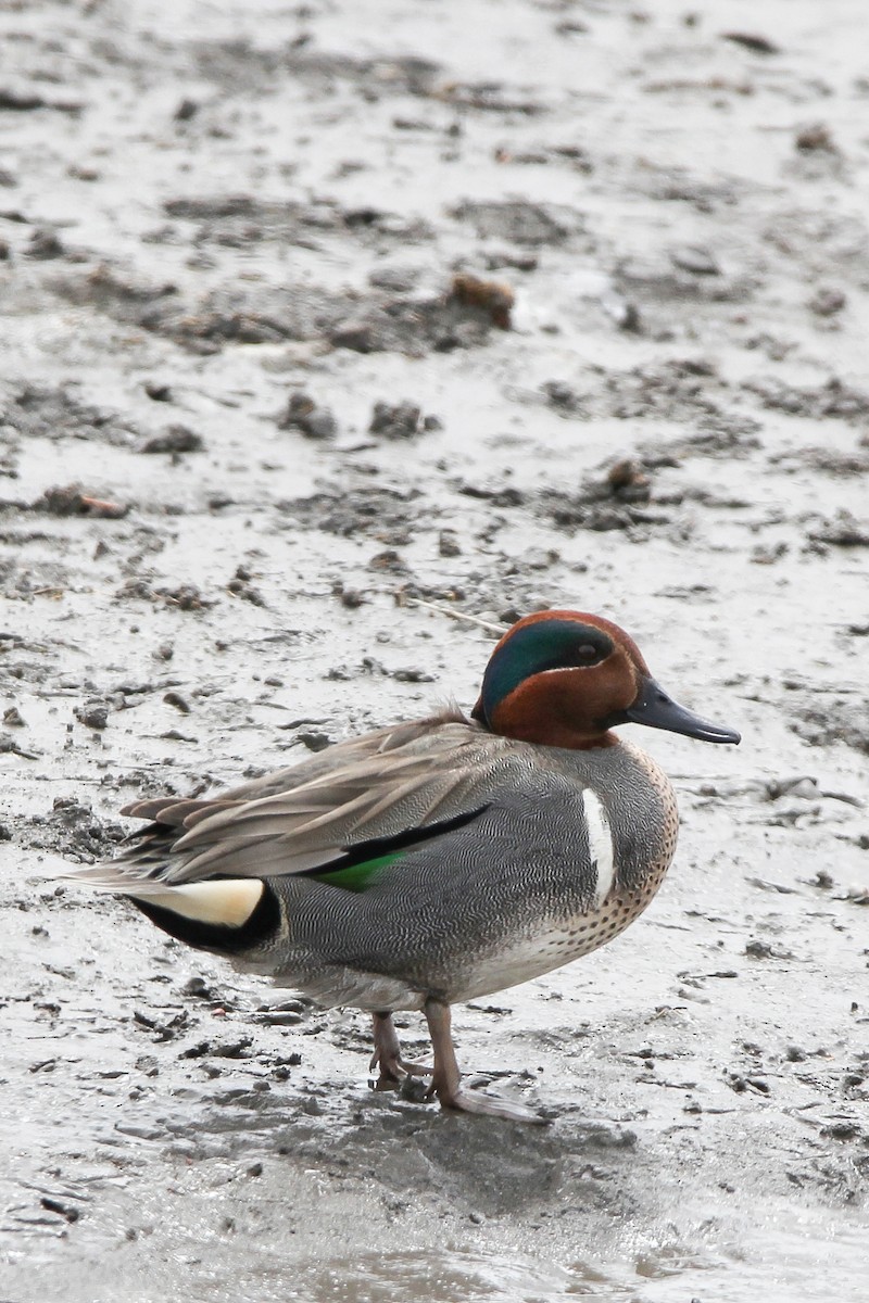 Green-winged Teal - ML559654851