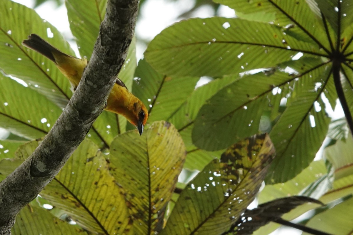 Flame-colored Tanager - ML559657731