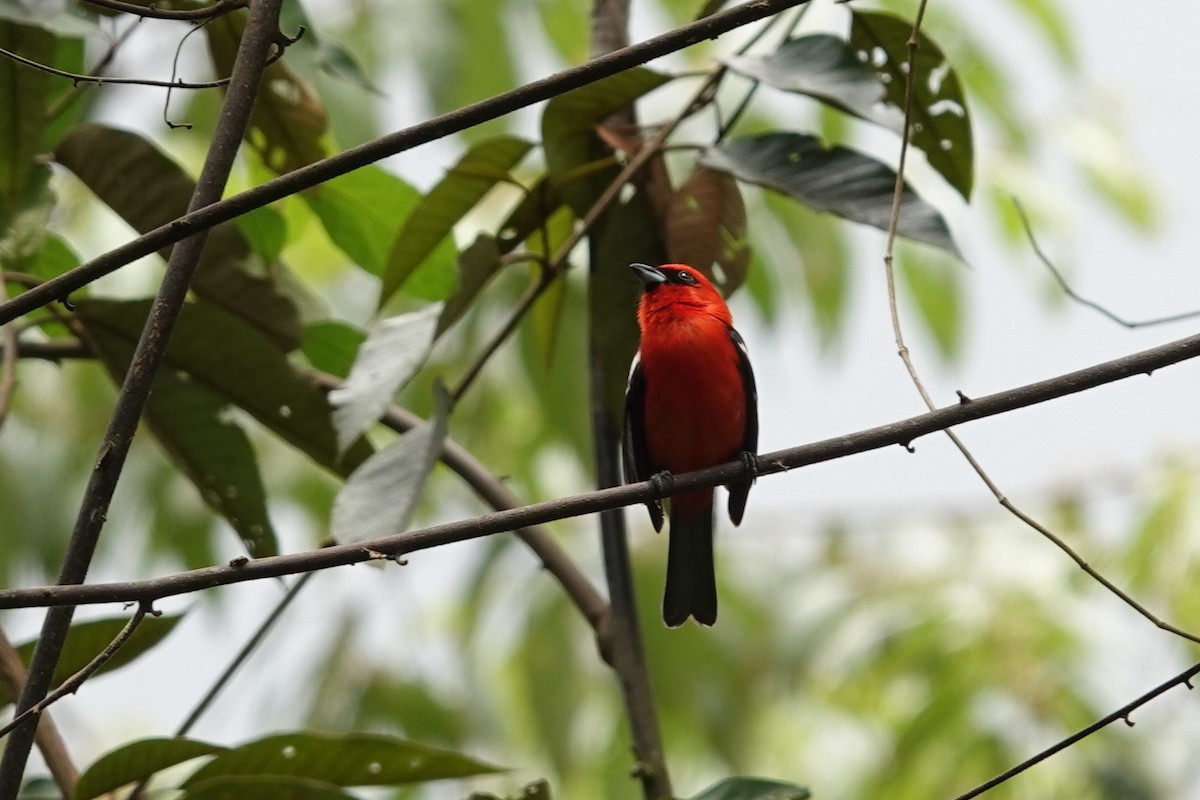 White-winged Tanager - ML559657911
