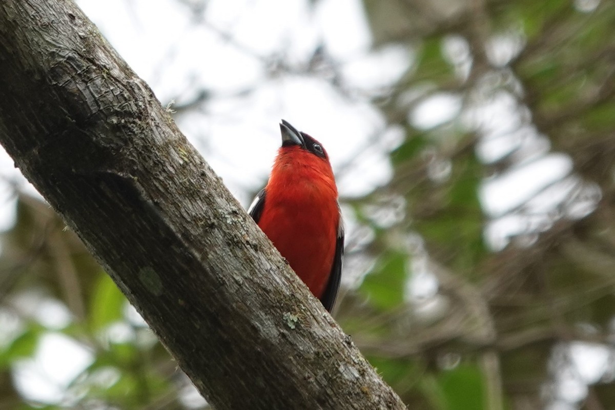 White-winged Tanager - ML559657991