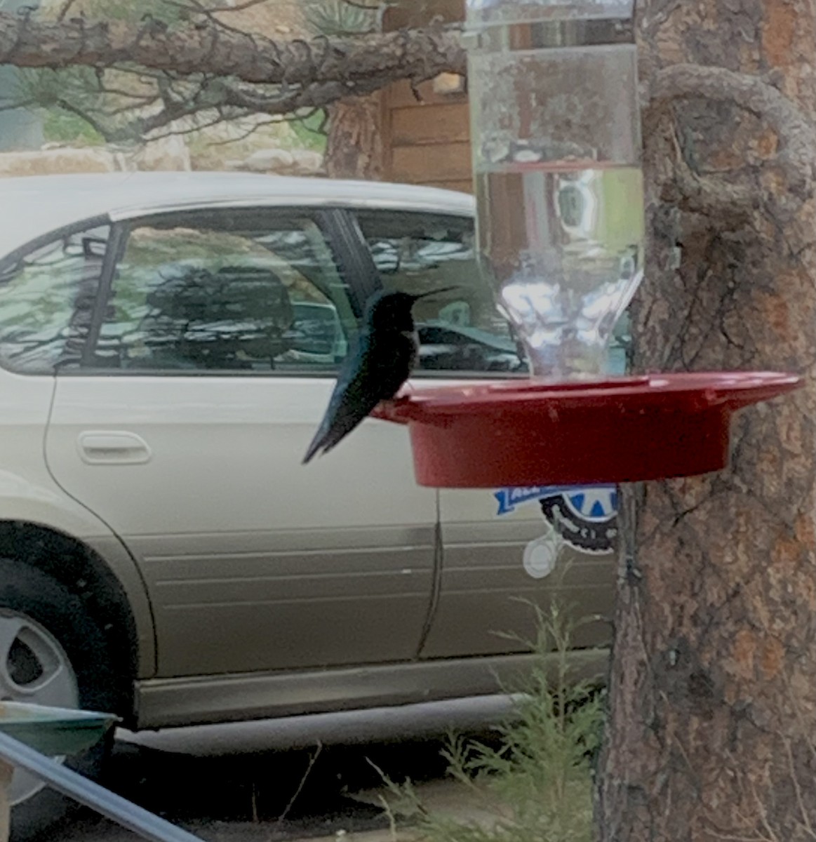 Broad-tailed Hummingbird - David Waltman