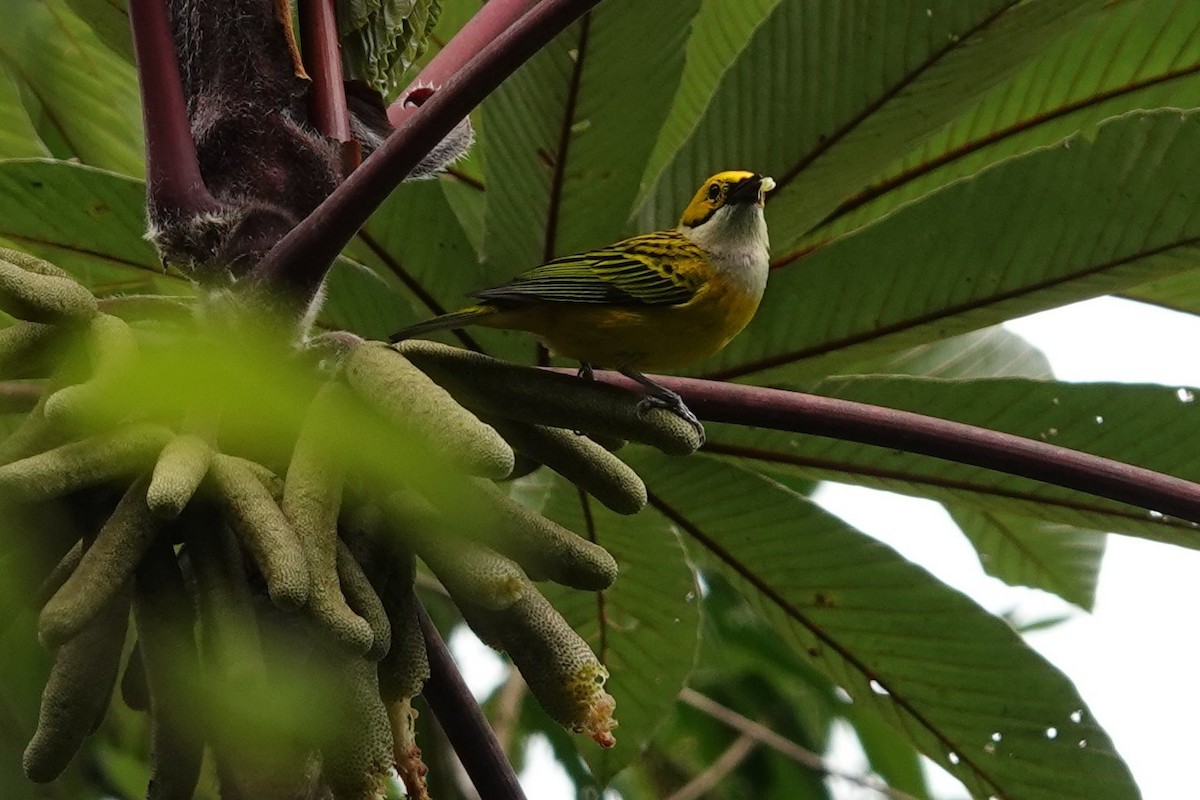 Silver-throated Tanager - ML559659371