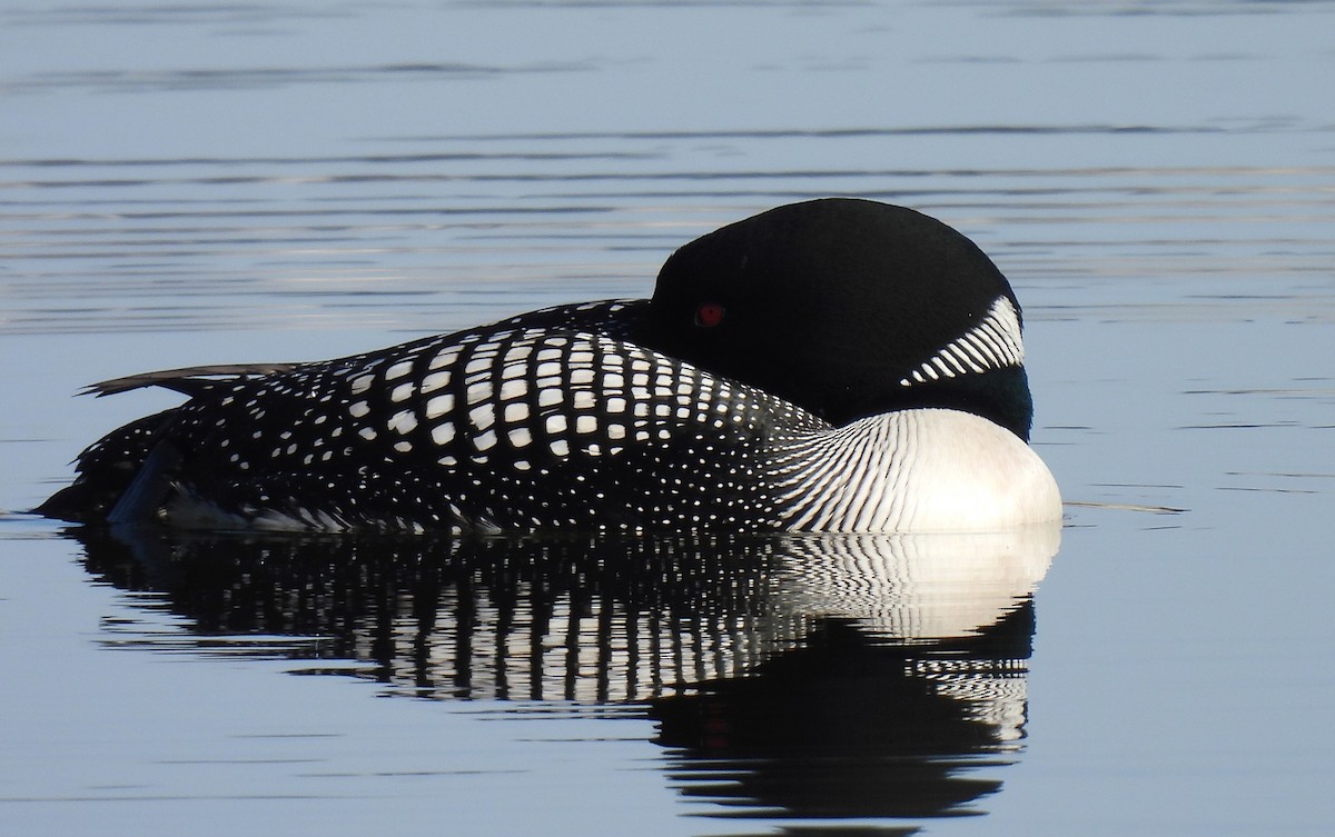 Common Loon - Pam Hawkes