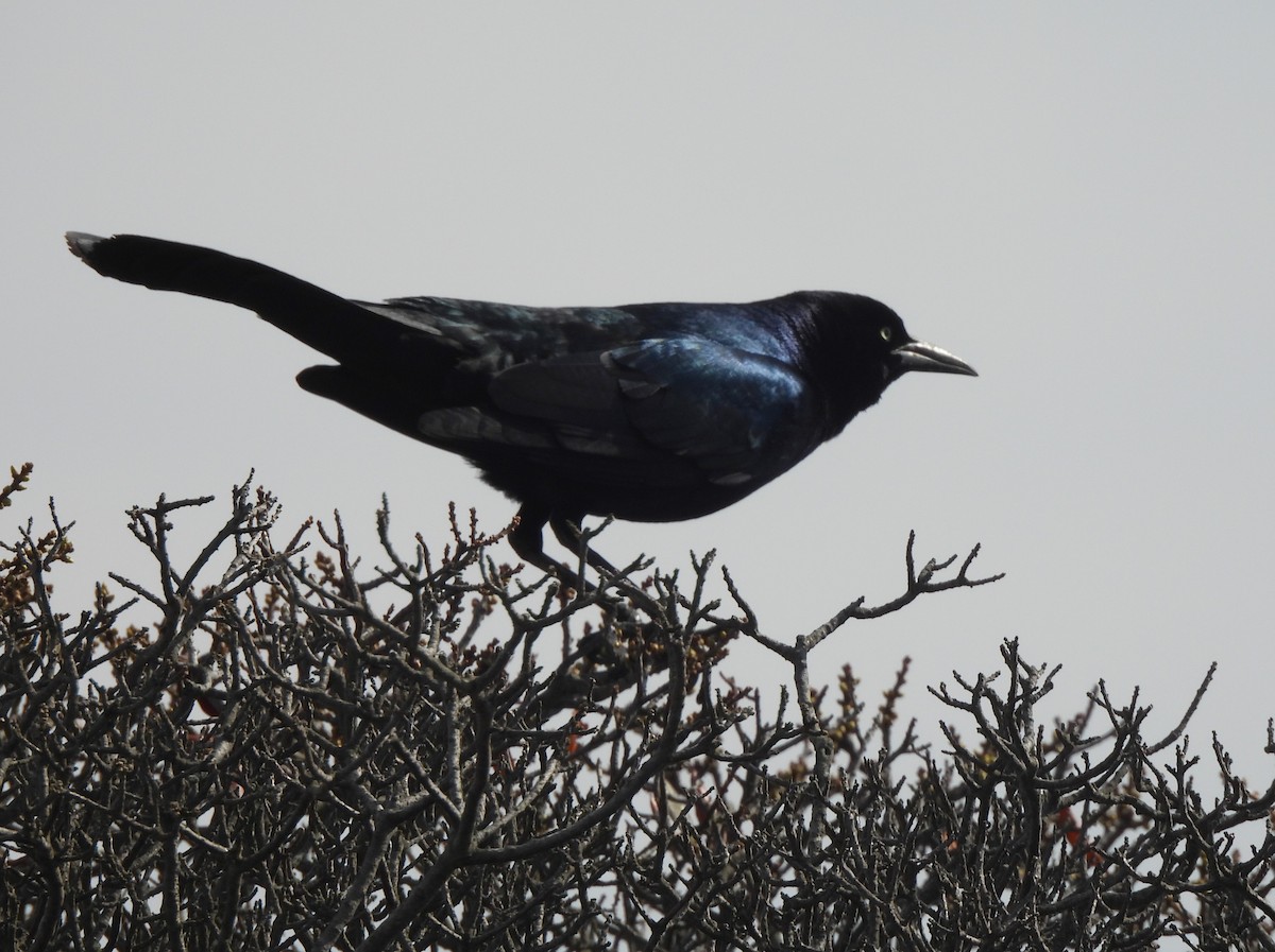 Boat-tailed Grackle - ML559664831