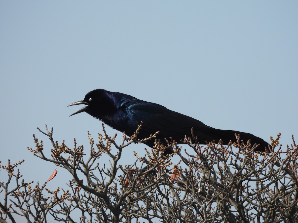 Boat-tailed Grackle - ML559664851