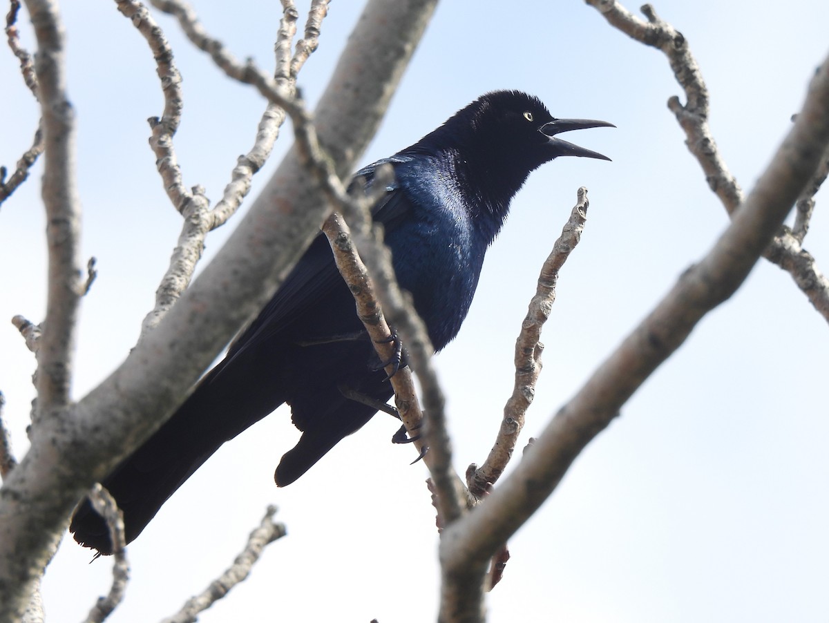 Boat-tailed Grackle - ML559665121