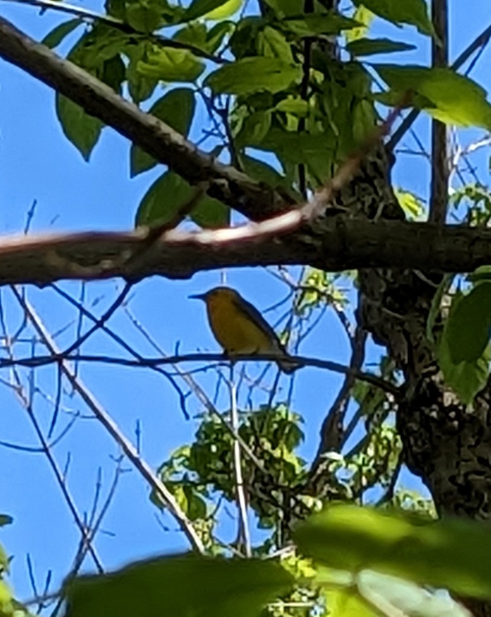 Prothonotary Warbler - ML559666661