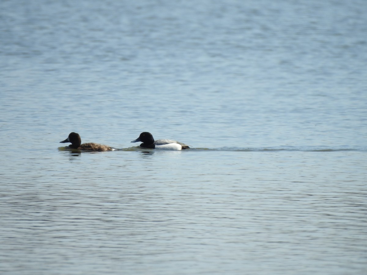 Greater Scaup - ML559667861
