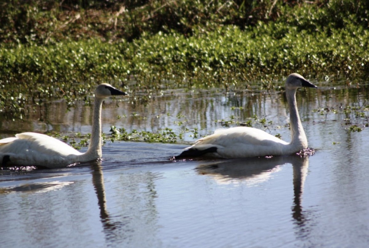 Ebird Checklist Apr Mattamuskeet Nwr Species