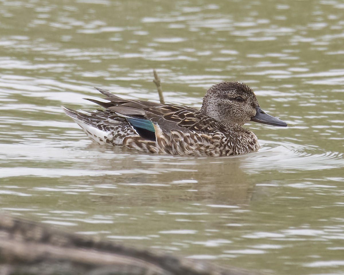 Green-winged Teal - Laura  Wolf