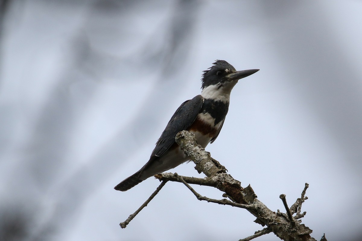 Belted Kingfisher - ML559681251