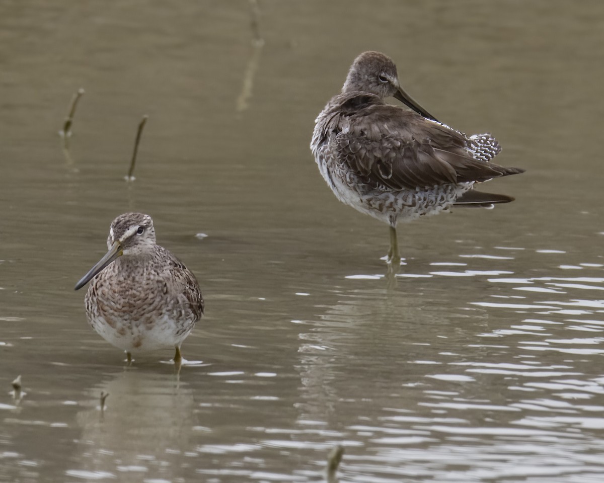 Long-billed Dowitcher - ML559681271