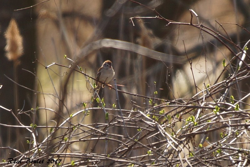 Field Sparrow - Réal Boulet 🦆
