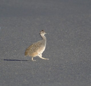 Ornate Tinamou, ML559688131