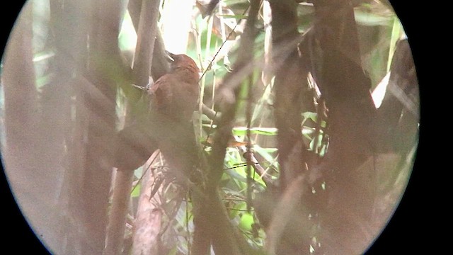 Rondonia Bushbird - ML559688761