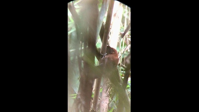 Rondonia Bushbird - ML559688811