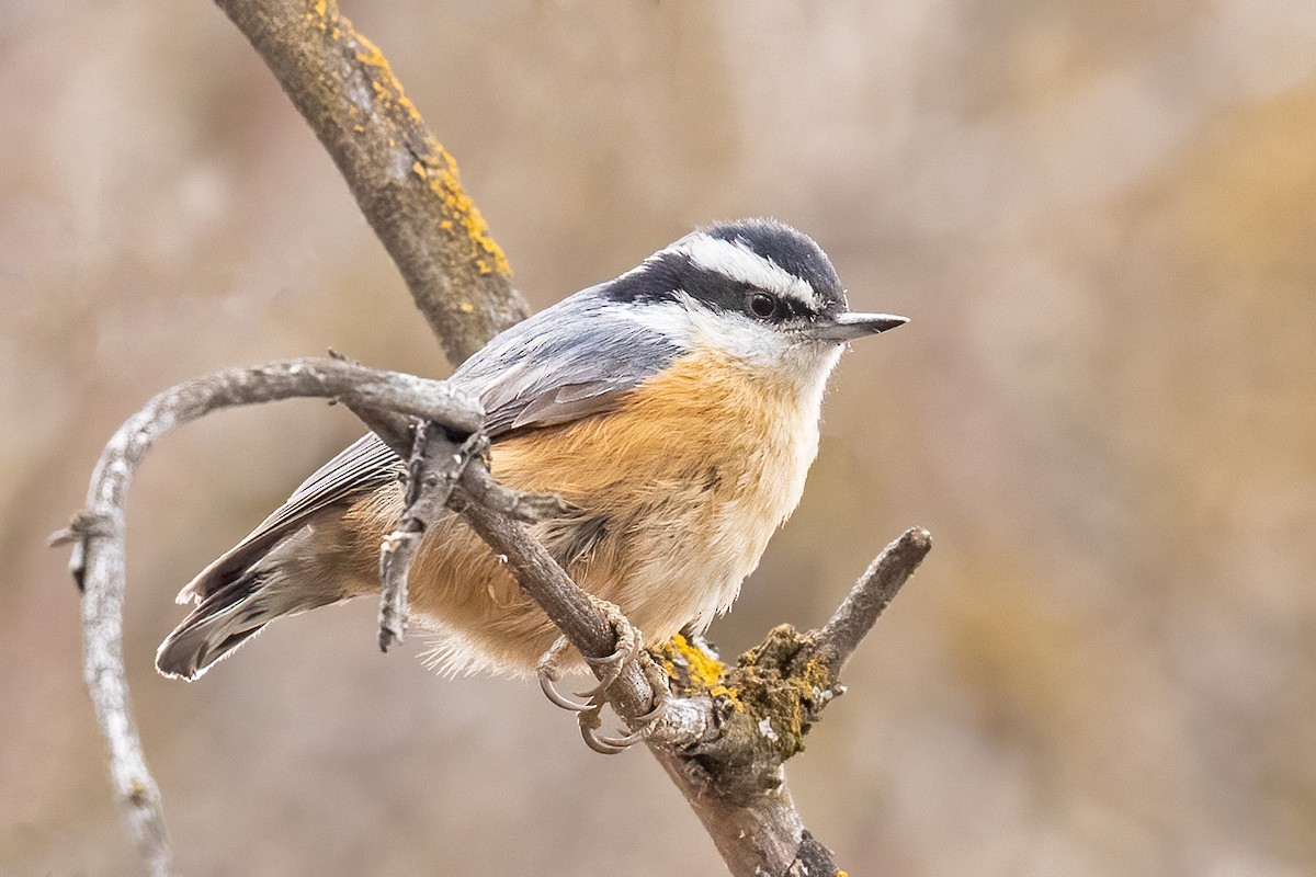 Red-breasted Nuthatch - ML559696931