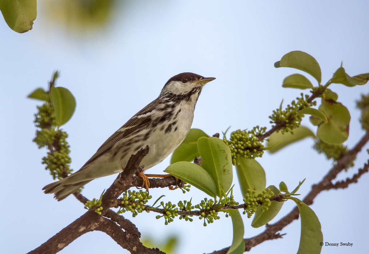 Blackpoll Warbler - Denny Swaby
