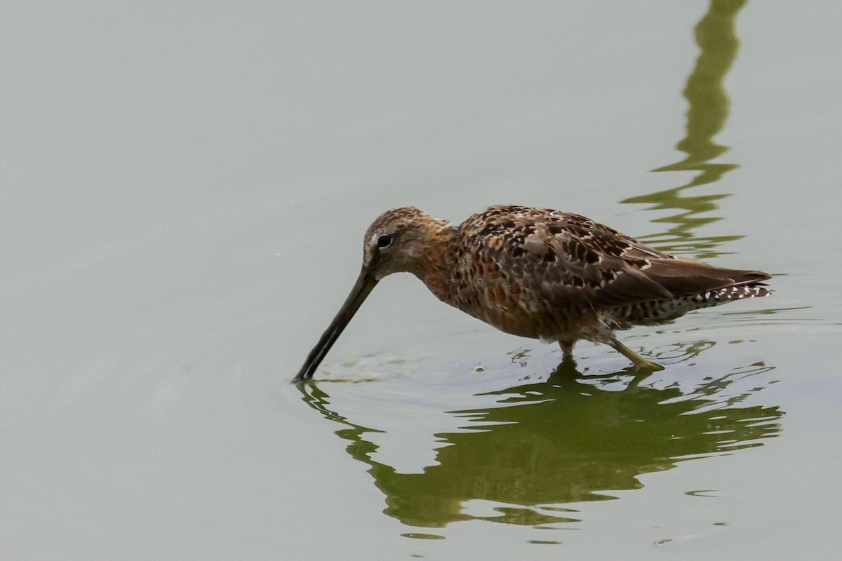 Long-billed Dowitcher - ML559705681