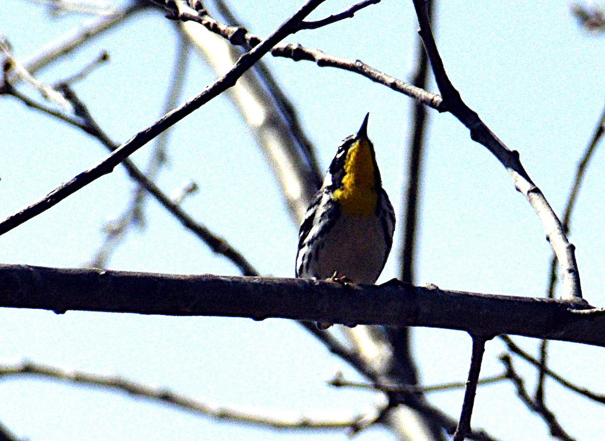 Yellow-throated Warbler - ML559706061