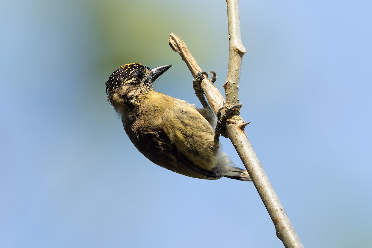 Olivaceous Piculet - ML559711061