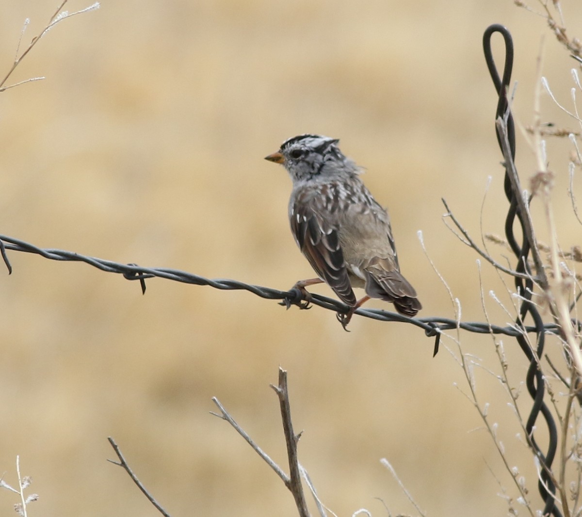 White-crowned Sparrow - ML559714311