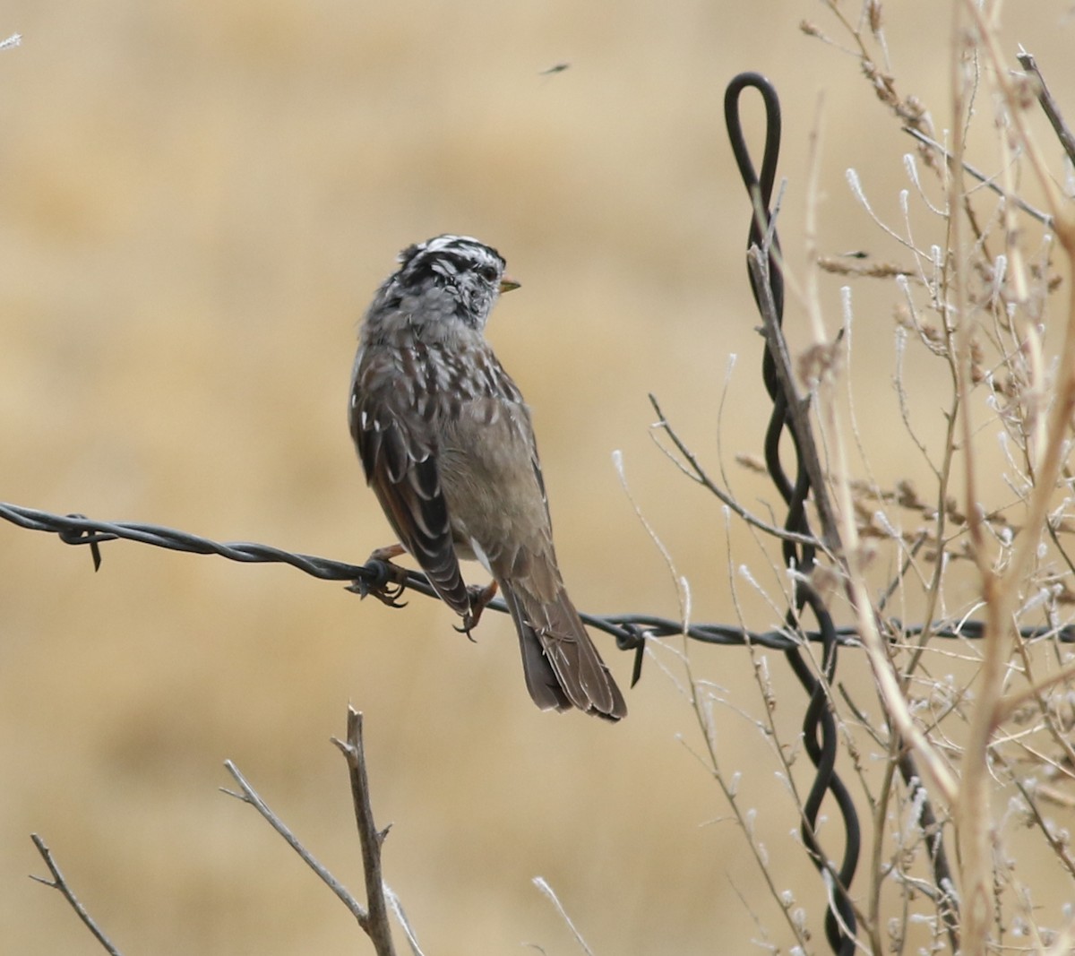 White-crowned Sparrow - ML559714321
