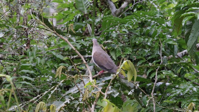 Gray-fronted Dove - ML559714491