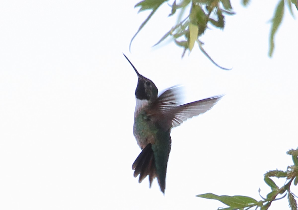 Broad-tailed Hummingbird - Deb Whitecotton