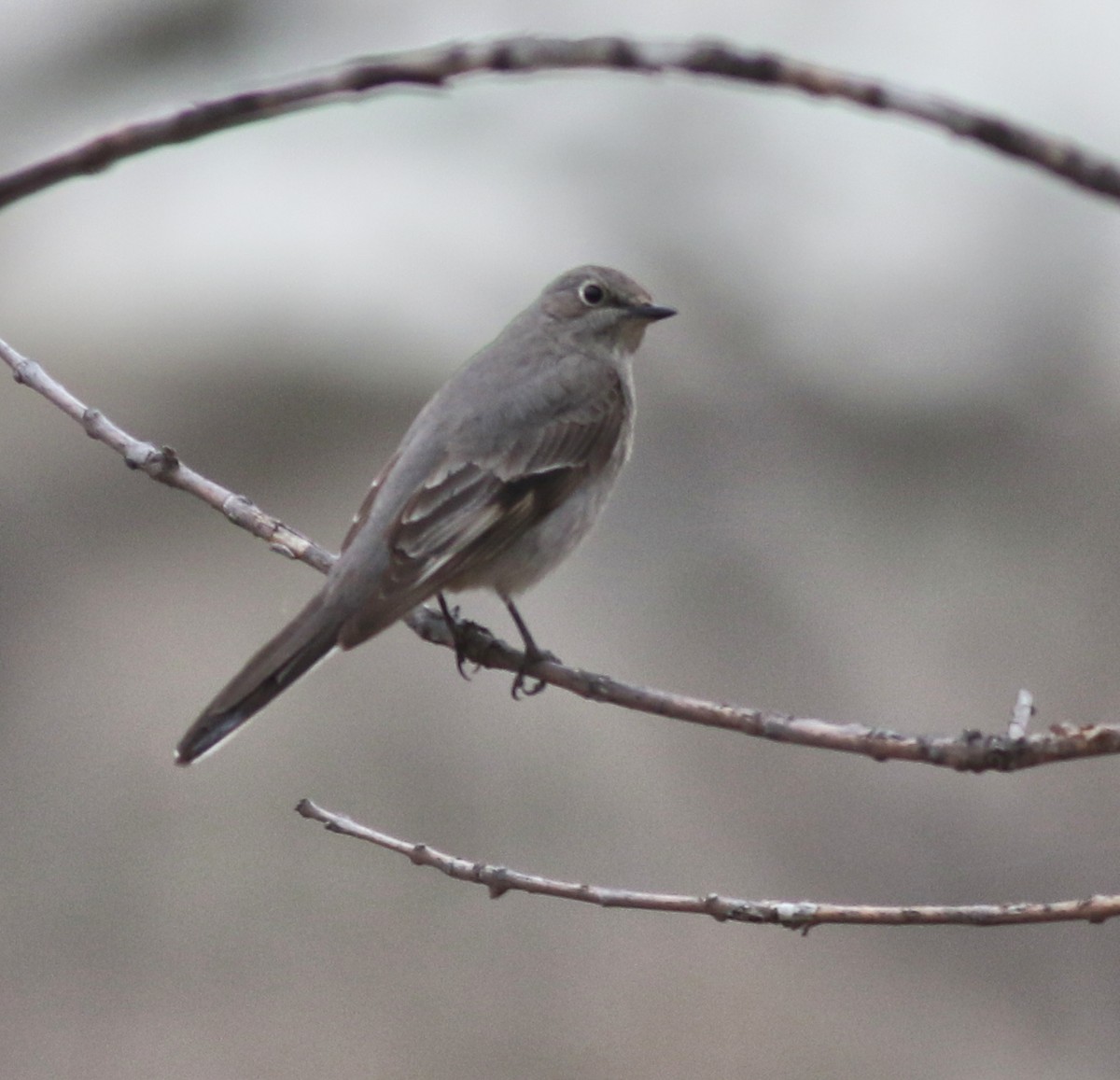 Townsend's Solitaire - ML559716801