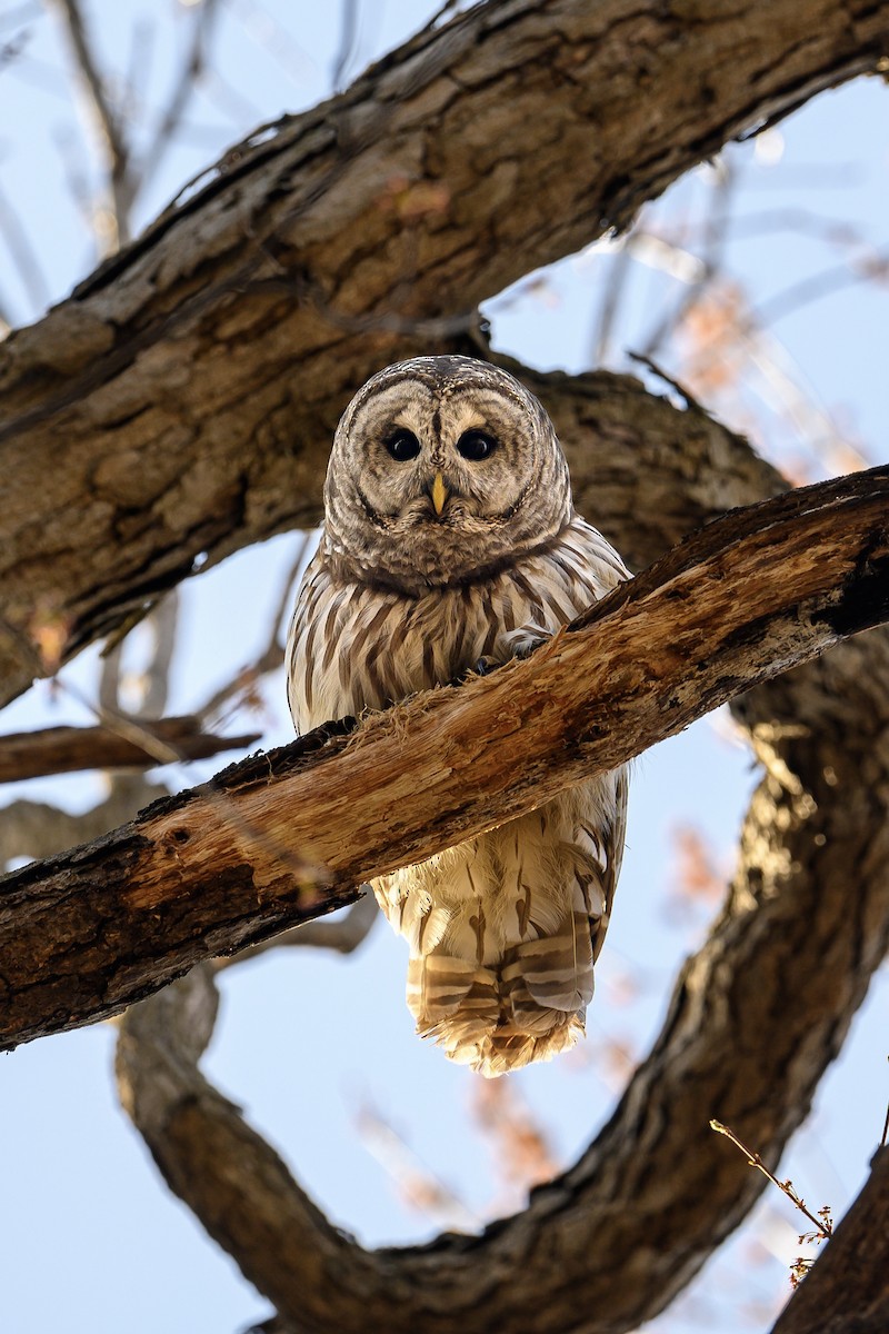 eBird Checklist - 18 Apr 2023 - Eloise Butler Wildflower Garden and ...