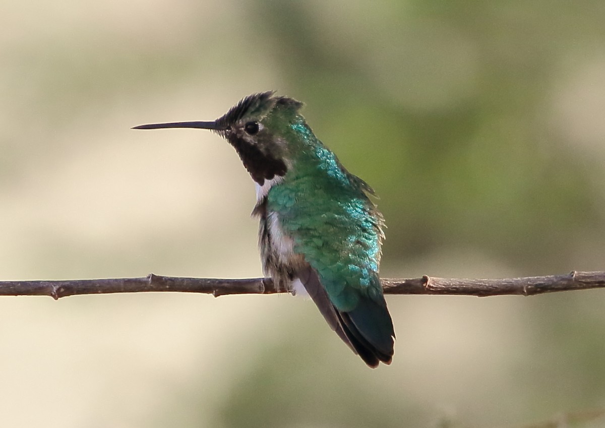 Broad-tailed Hummingbird - ML559718101