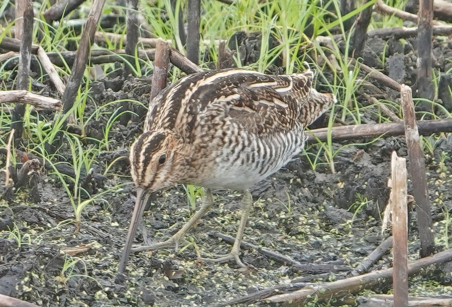 Wilson's Snipe - ML559723801