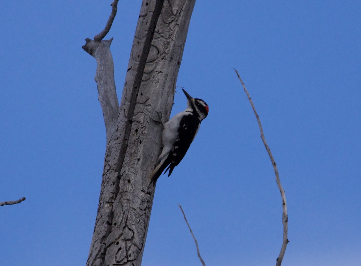 Hairy Woodpecker - ML559726971