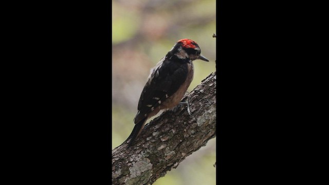 Hairy Woodpecker - ML559727951