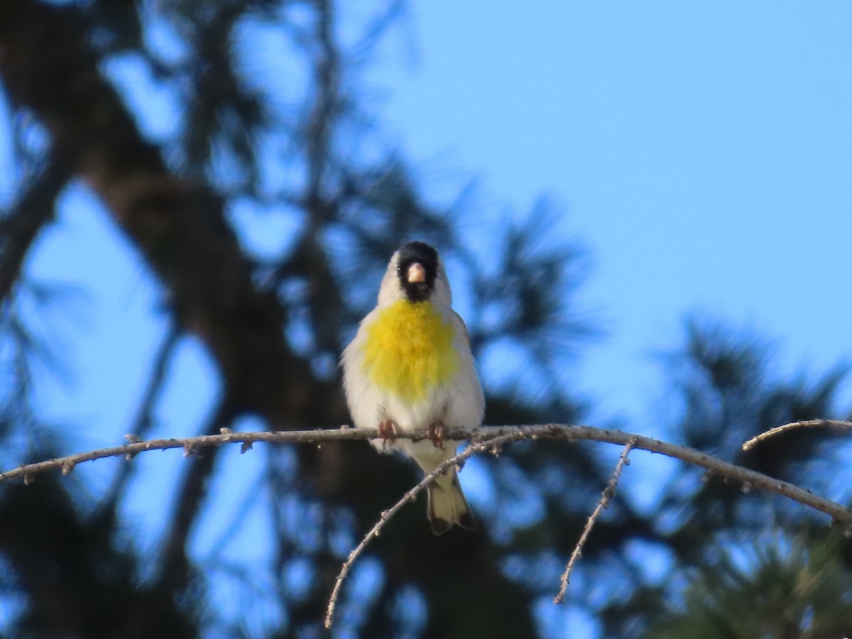 Lawrence's Goldfinch - ML559728531